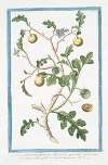 Solanum pomiferum, frutescens, africanum, spinosum, nigricans, Borraganis flore, foliis profunde laciniatis