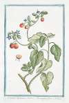 Solanum Spinosum, Indicum, Borraginis flore