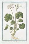Soldanella Alpina, rotundo folio – Soldanella – Soldaneille. (Alpine Snow Bells)