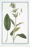 Stachis latifolia maiorm foliis obscure virentibus, flore galeato ferrugineo – Stachide con il fiore variegato. (Wideleaf hedgenettle)