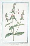 Stachys minor Italica – Stachys – Salvia Montana. (Hedge nettle, Betony, Wundwort)
