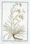 Symphytum Echii folio, angustiore, radice rubra, flore luteo – Sinfito – Consoude