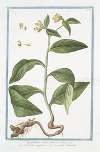 Symphytum majus, tuberosa radice – Consolida maggiore – Le Grande Consoude. (Common Comfrey)