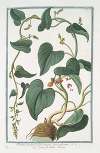 Tamnus racemosa flore minore, luteo palescente – Sceau de Notre Dame