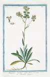 Thlaspidium hirsutum calice floris auriculato -Biscutella maggiore. (Hairy pennycress)
