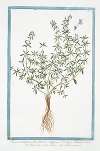 Thymus vulgaris, folio latiore – Thymus durius – Timo – Thym commun. (Garden Thyme, Common Thyme)