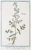 Thysselinum Plinii – Appio palustre – Piersil de Marais. (Marsh parsley)