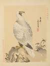 Falcon on a rock
