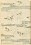 Shin-Bijutsukai Pl.219