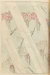Shin-Bijutsukai Pl.457