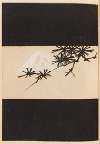 Shin-Bijutsukai Pl.495