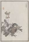 Bairei hyakuchō gafu. Ten Pl.05