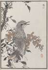 Bairei hyakuchō gafu. Ten Pl.06