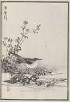 Bairei hyakuchō gafu. Ten Pl.12