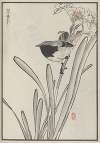 Bairei hyakuchō gafu. Ten Pl.14