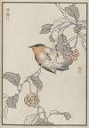 Bairei hyakuchō gafu. Ten Pl.16
