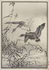 Bairei hyakuchō gafu. Ten Pl.27