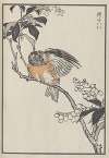 Bairei hyakuchō gafu. Ten Pl.30