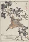 Bairei hyakuchō gafu. Ten Pl.31