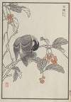 Bairei hyakuchō gafu. Ten Pl.35