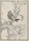 Bairei hyakuchō gafu. Ten Pl.40