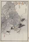 Bairei hyakuchō gafu. Ten Pl.41