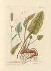 Bistort or snakeweed