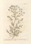 May-weed or faetid camomile