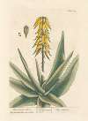The common aloes