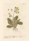 The cowslip or paigle
