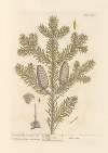 The male fir, or silver fir