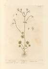 White saxifrage