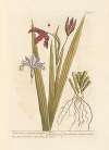 Wild iris or stinking gladwyn