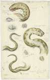 Diverse aanzichten van een slang, met bijschriften