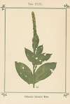 Plant-atlas to ‘My water-cure’ Pl.09