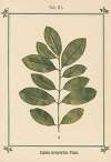 Plant-atlas to ‘My water-cure’ Pl.23