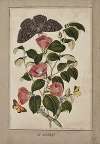 A Study of Camelia Japonica (Japanese Rose), Euphorbia caput medusa (Medusa’s Head Spurge), with Phalæna Merops and Papilio Hyale Nar