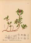 Medicinal Plants Pl.001