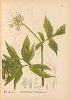 Medicinal Plants Pl.016