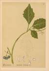 Medicinal Plants Pl.019