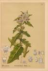 Medicinal Plants Pl.020