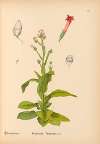 Medicinal Plants Pl.022