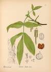 Medicinal Plants Pl.054