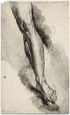 Left leg, after an antique statue