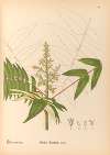 Medicinal Plants Pl.129