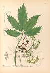 Medicinal Plants Pl.133
