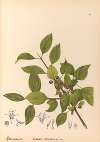 Medicinal Plants Pl.134