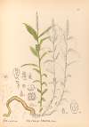 Medicinal Plants Pl.138