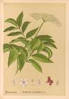 Medicinal Plants Pl.168
