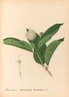 Medicinal Plants Pl.169